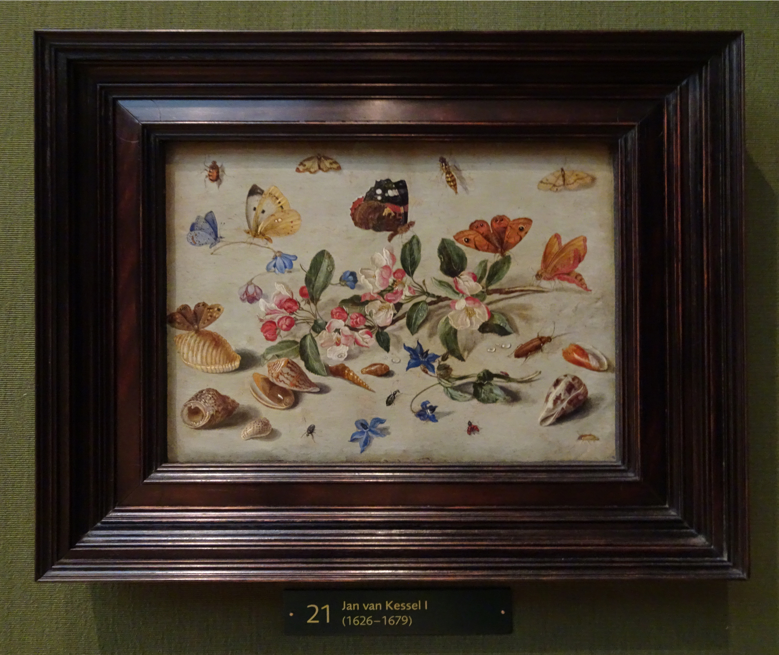 34 Jan van Kessel I Blossom butterflies &amp; shells